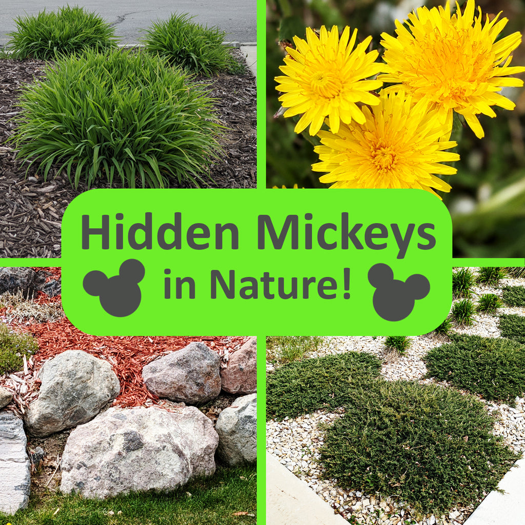Ultimate Guide to Hidden Mickeys in Nature—6 Tips for Finding Hidden Mickeys All around Your Neighborhood